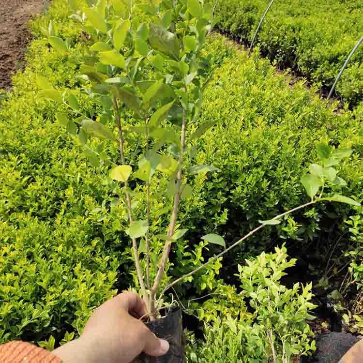 绿化植物  金叶女贞价格  金叶女贞苗圃直发