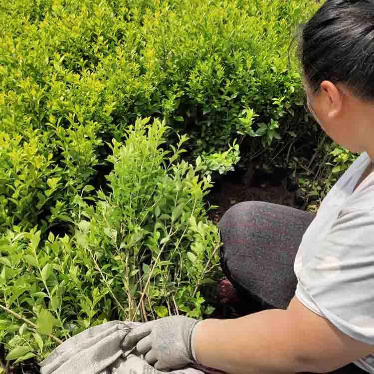 静竹花卉供应  金叶女贞报价  金叶女贞基地直发