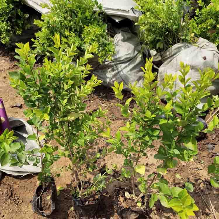 绿化植物  女贞球价格  女贞球基地直发