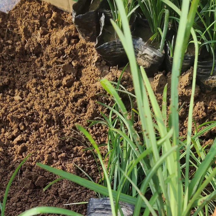 麦冬草价格  矮麦冬  玉龙草批发   各类观赏草   草花基地