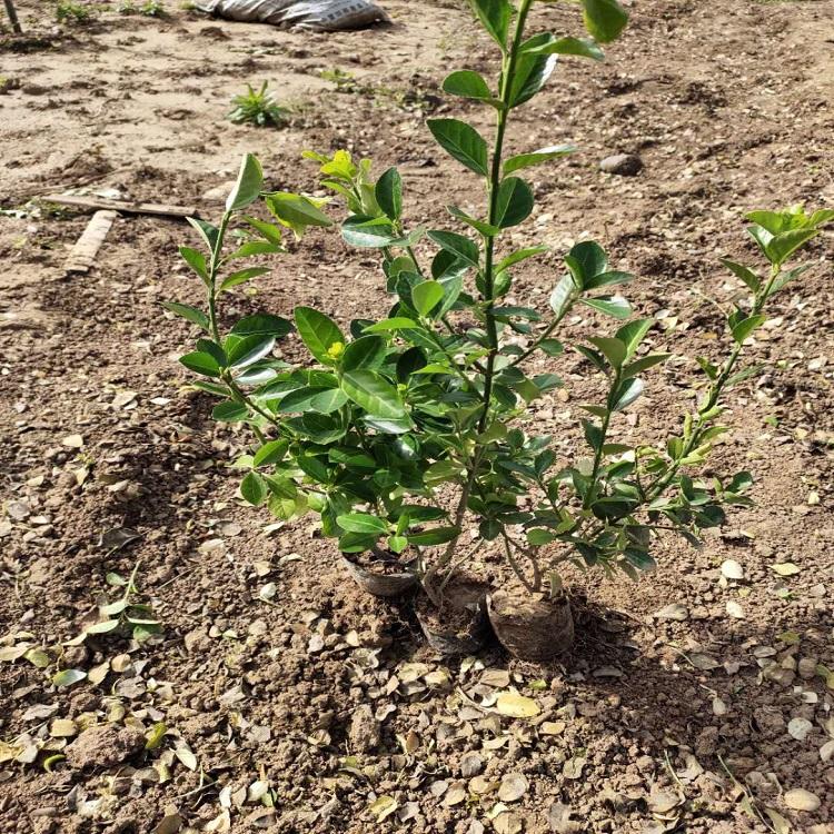 绿化用小叶扶芳藤  小叶扶芳藤价格  长势好大量供应