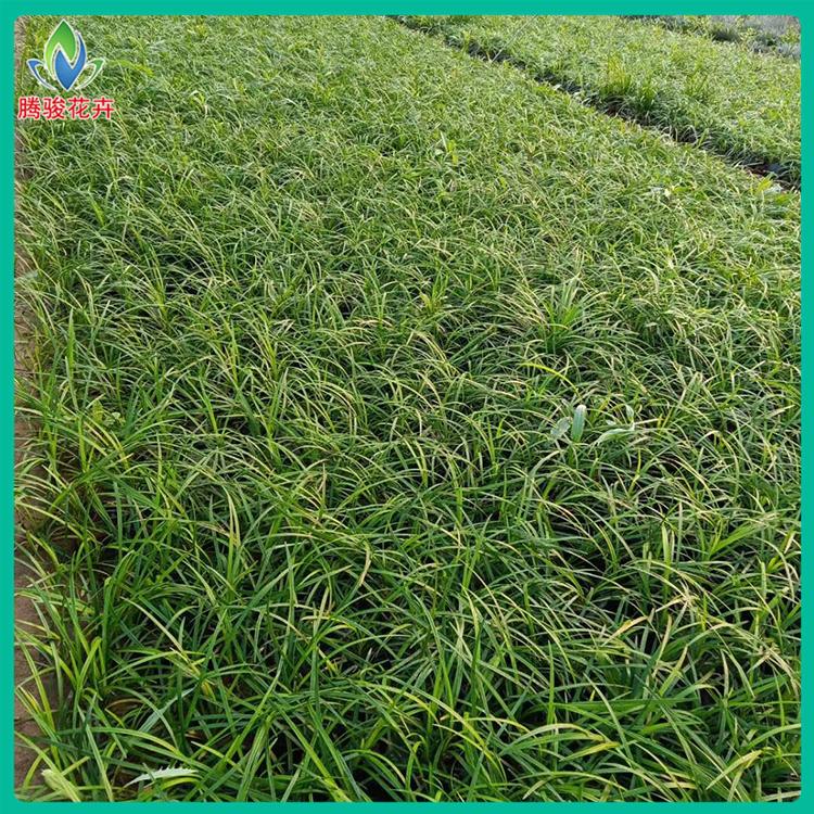 麦冬 青州草花 沿阶草供货商【腾骏花卉】