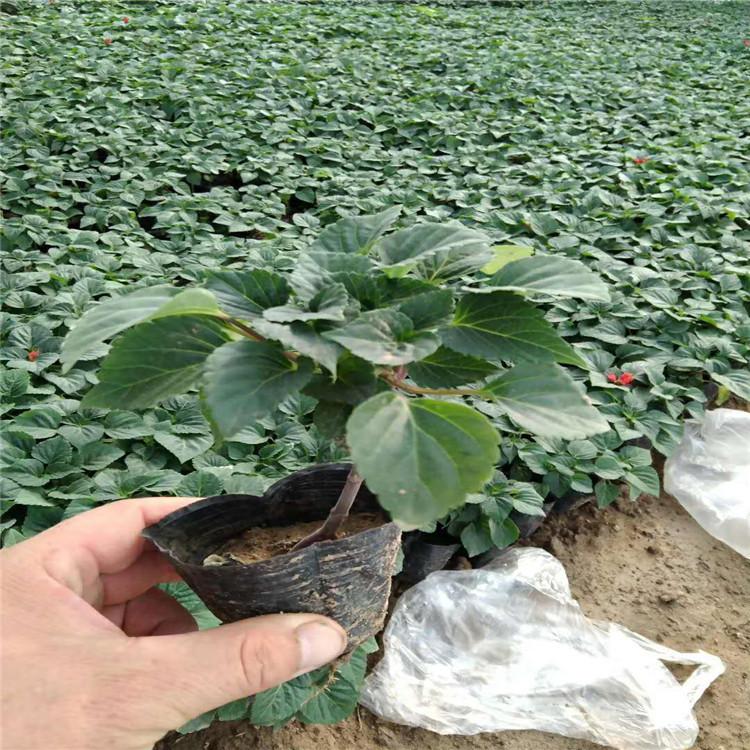 美丽城市绿化用一串红   一串红种植基地  一串红小苗批发报价