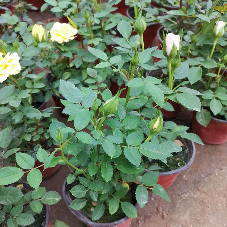 批发大花月季 苗圃直供 春琳花卉 大花月季绿化苗