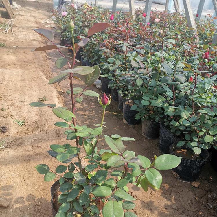 基地种植大花月季 大花混色月季 春琳花卉 大量供应大花月季