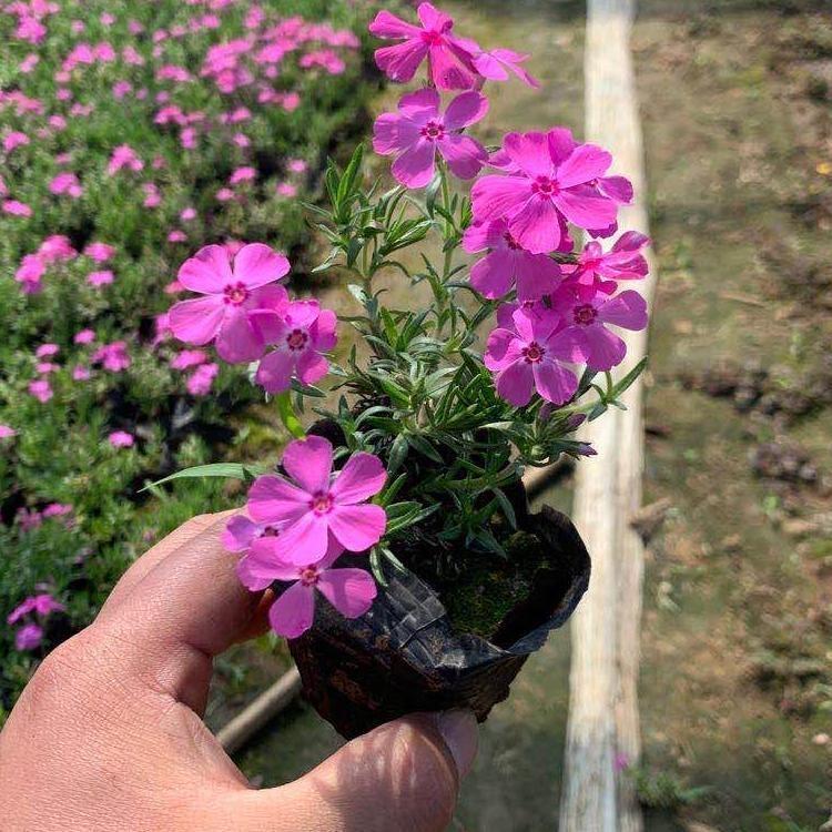 基地长期供应水生千屈菜 水生千屈菜种植基地  大量供应报价从优