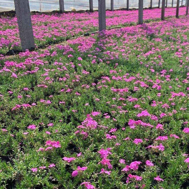 工程绿化用千屈菜 千屈菜批发商  大量供应报价从优