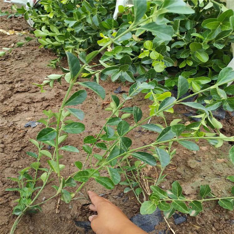 绿化用大叶扶芳藤 大叶扶芳藤 大量种植 大叶扶芳藤种植基地