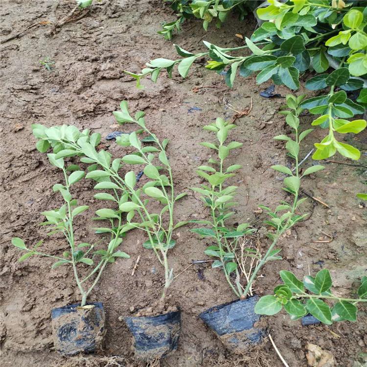 青州大叶扶芳藤行情 大叶扶芳藤供应 春琳批售 大叶扶芳藤基地