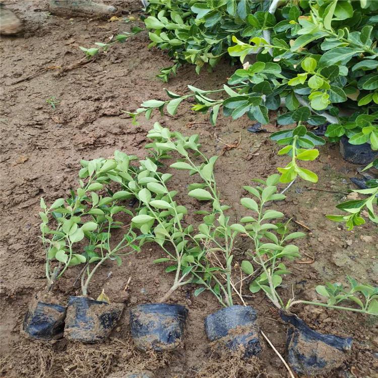 绿化用大叶扶芳藤 大叶扶芳藤批发 量大从优 大叶扶芳藤基地