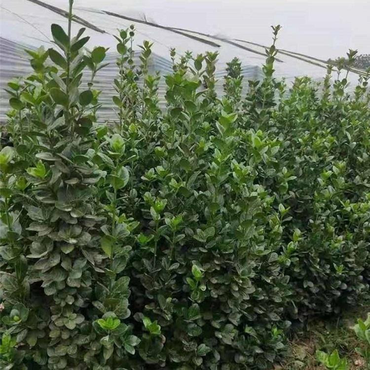 绿化小苗 北海道黄杨 北海道黄杨基地供应 欢迎来电