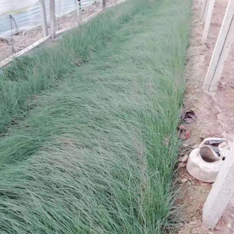观赏草  粉黛乱子草批发商  粉黛乱子草大量供应