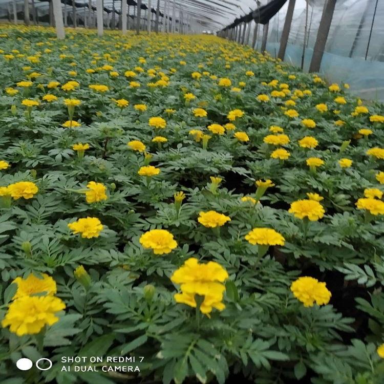 批发孔雀草盆栽 橘红色黄色孔雀草 时令草花一二年生植物批发孔雀草