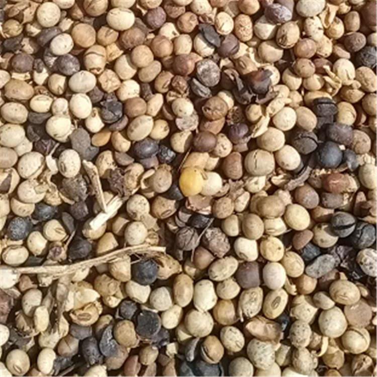 砂糖橘种植肥    捷丰生物 港口受损大豆   有机肥原料