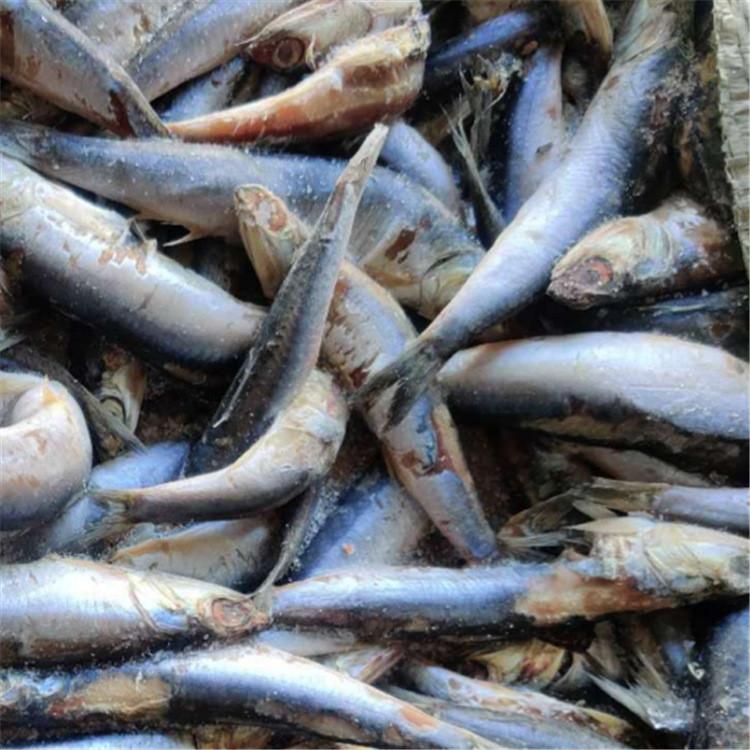 微生物菌剂  深海鱼蛋白  山东肥料供应  捷丰肥料