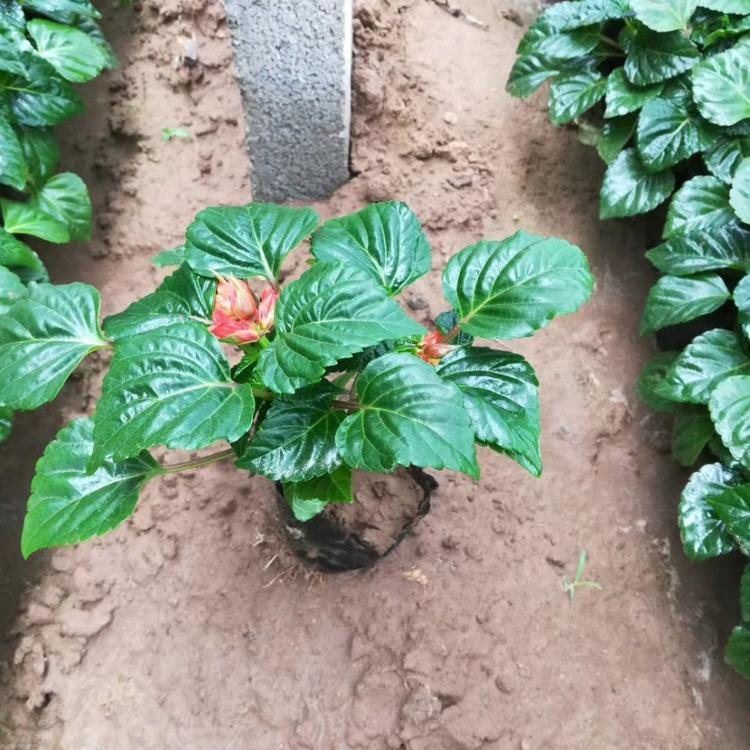 一串红批发商 一串红种植基地 一串红批发价格