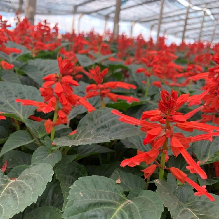 一串红批发商 一串红种植基地 一串红花海工程用苗