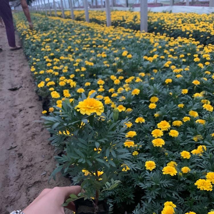售 孔雀草 孔雀草基地批发 美丽乡村建设孔雀草