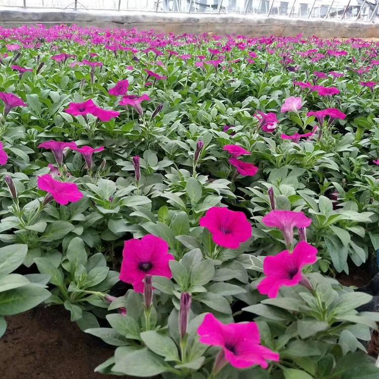 基地供应垂吊牵牛  牵牛花价格  青州垂吊牵牛苗圃直发