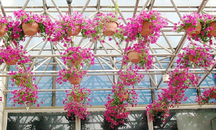 观赏盆栽垂吊牵牛  牵牛花价格  青州垂吊牵牛苗圃直发