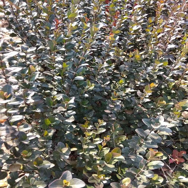 护坡绿化用小叶扶芳藤 大叶扶芳藤价格  欢迎批发