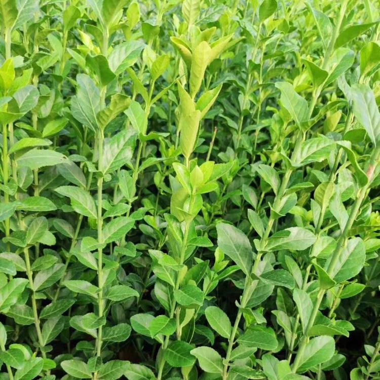 大叶扶芳藤供应  大叶扶芳藤绿化用苗