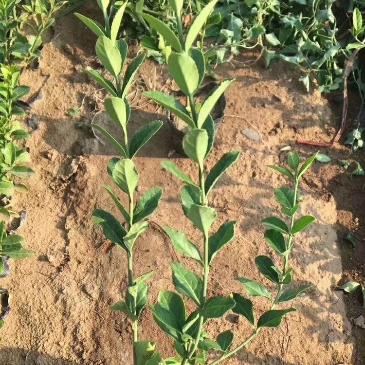 大叶扶芳藤供应  青州大叶扶芳种植基地