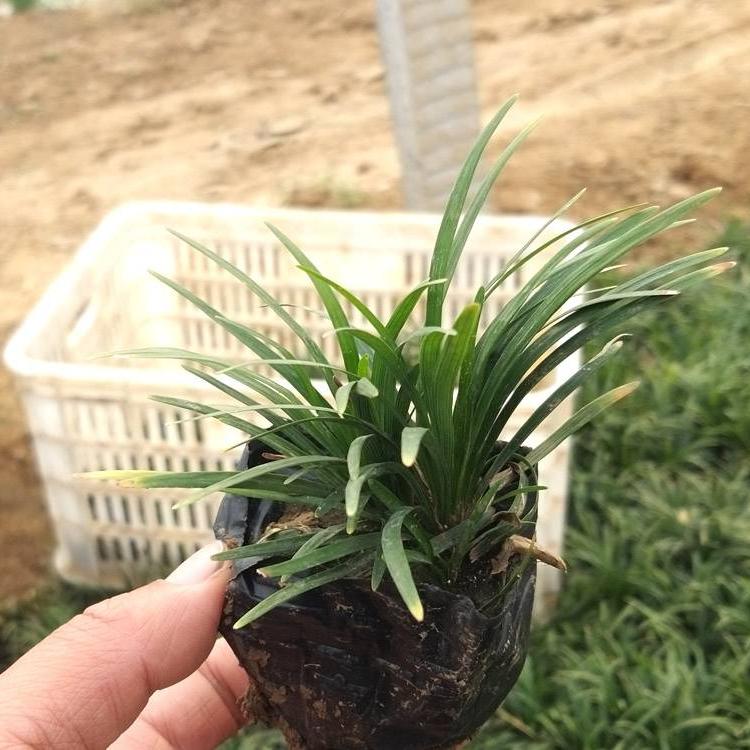 玉龙草价格_玉龙草批发报价园林绿化植被