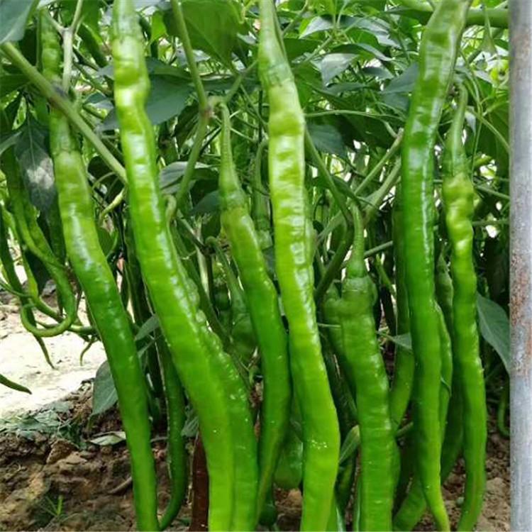 蔬菜种苗基地  线椒种苗  辣椒种苗  抗病毒辣椒苗