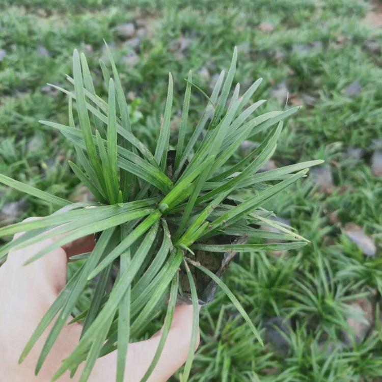日本矮麦冬批发 山东观赏草