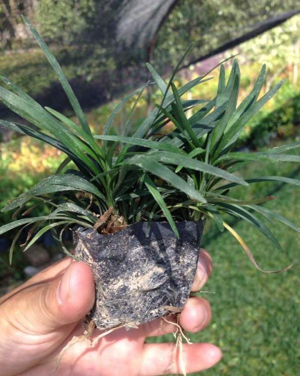 不用修剪多芽矮麦冬价格 高度10-15公分玉龙草 根系发达耐践踏