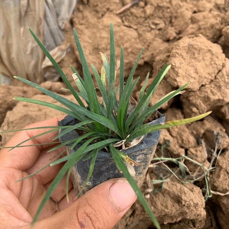 山东观赏草 玉龙草基地批发