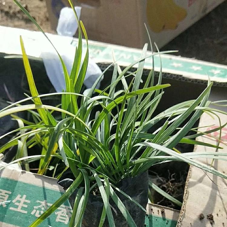 地被植物麦冬 玉龙草价格 青州绿化基地批发麦冬
