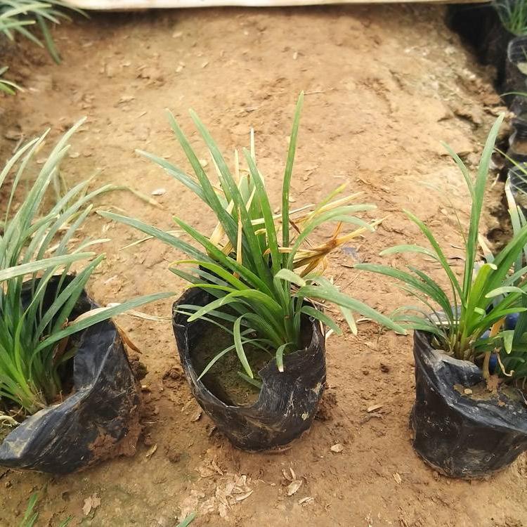批发地被植物麦冬 玉龙草价格 顺和花卉
