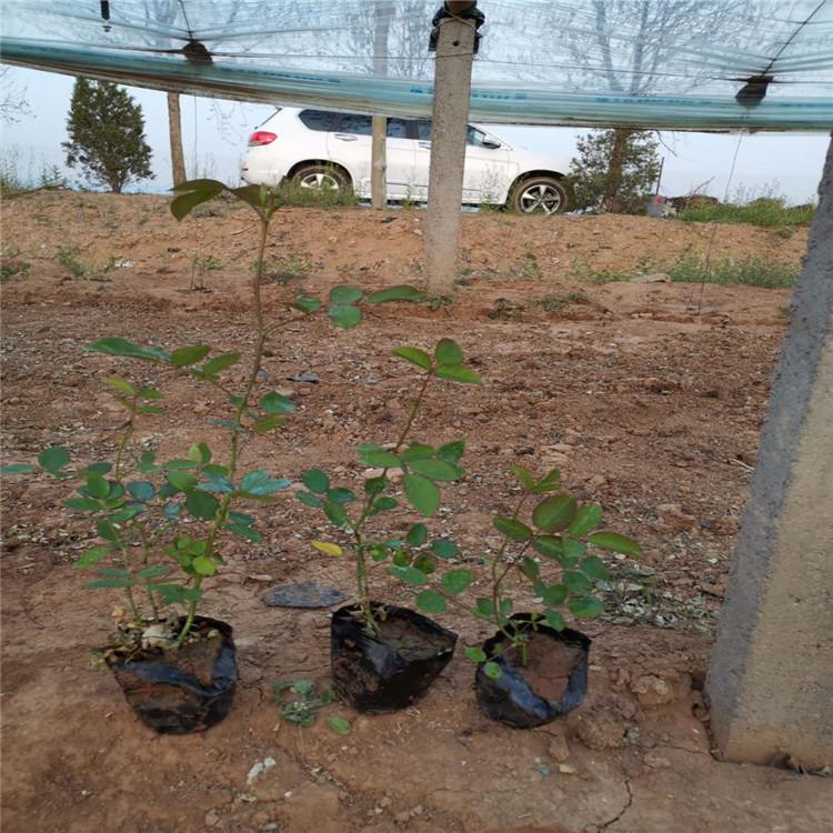 大花月季供应商 大花月季价格 启景花卉大花月季