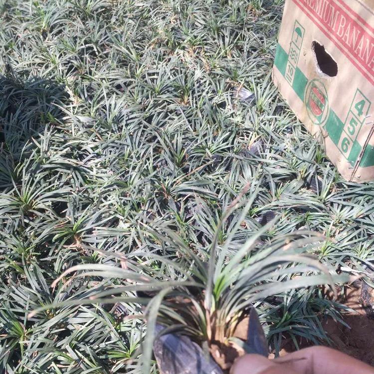 日本矮麦冬批发价格 大型绿化草基地 常年大量供应 绿化草