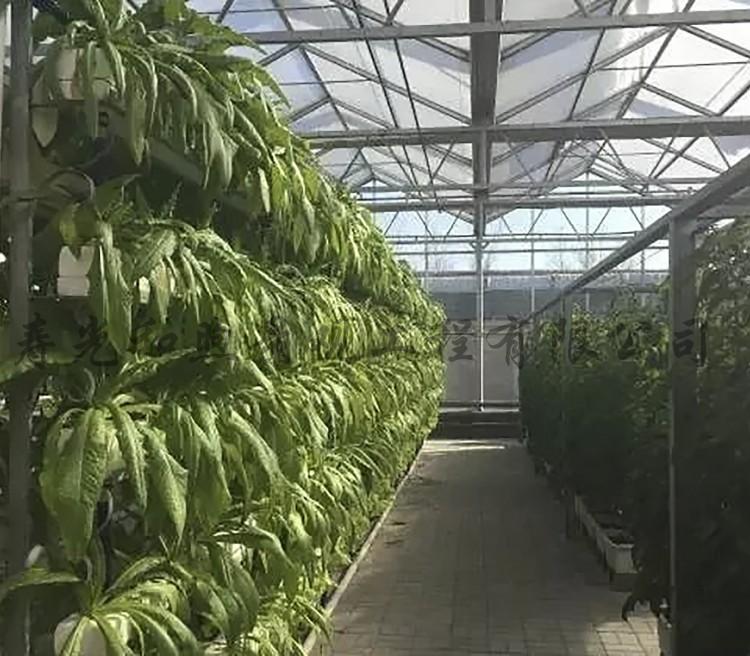 和煦无土栽培 无土栽培方式方法 水果叶菜无土栽培采摘