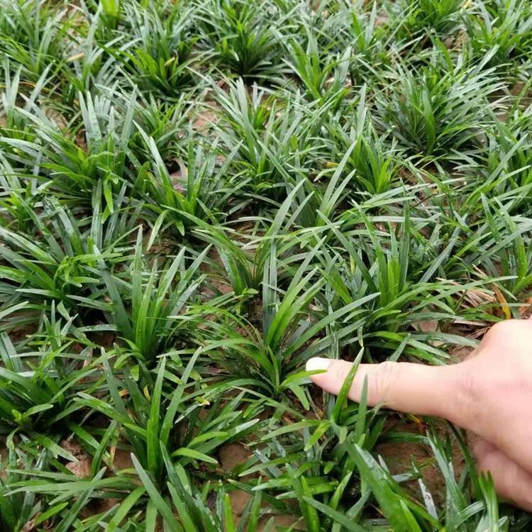 玉龙草小苗价格 市政道路绿化工程用的矮小草种批发价格