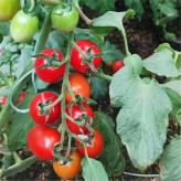 杂交一代番茄种苗 樱桃西红柿苗  广辰种苗供应