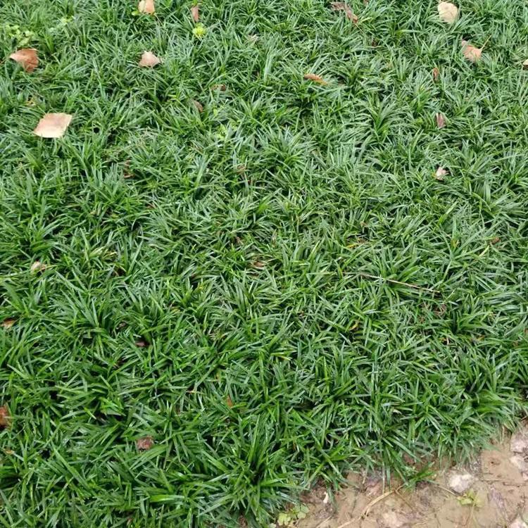 公园美化植被玉龙草批发价格 四季常青
