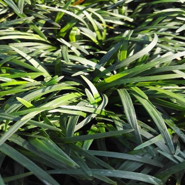 绿化植被矮小草批发 日本矮麦冬