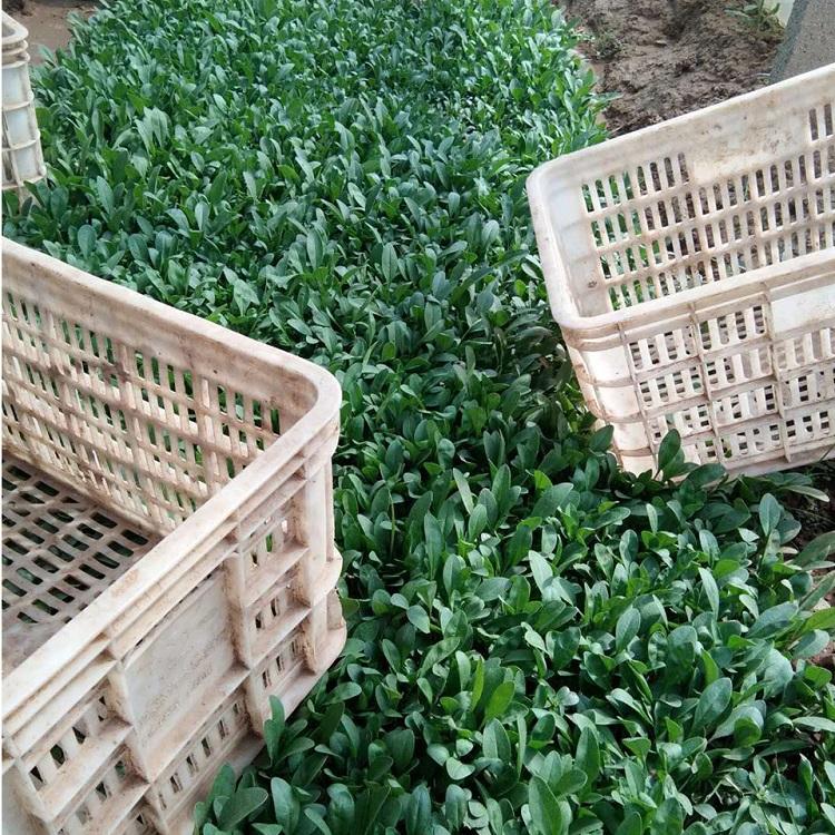 鑫朵花卉  多芽金鸡菊小苗  开花效果好  移栽易成活