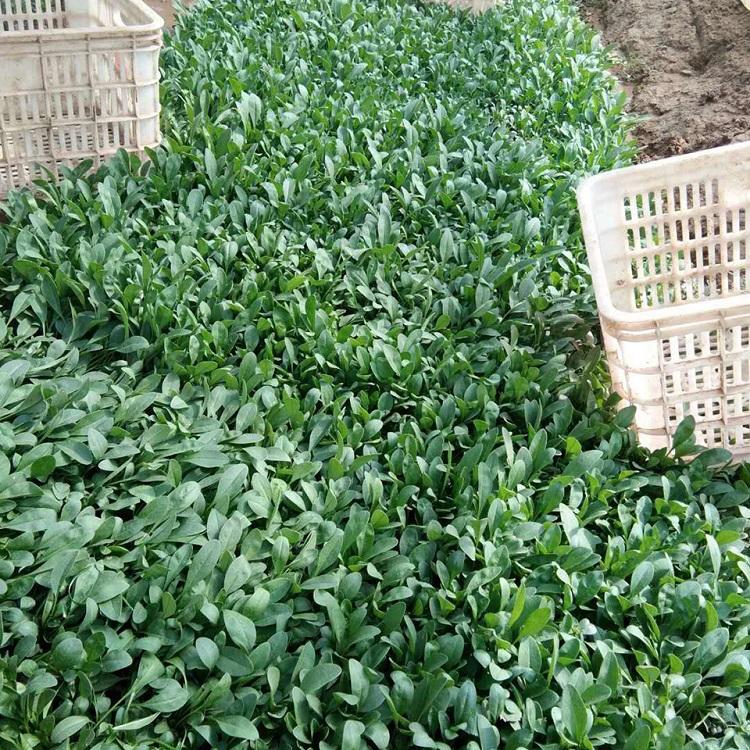 庭院美化  金鸡菊报价  青州金鸡菊批发商 山东鑫朵