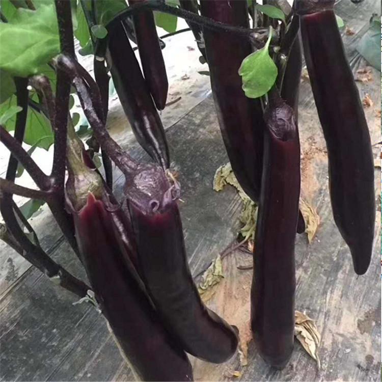 嫁接茄子苗   长茄苗 圆茄苗 线茄苗  批发零售