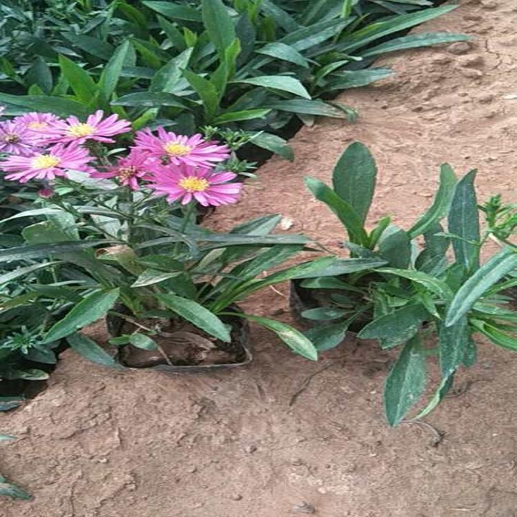 荷兰菊行情  荷兰菊基地直发 鑫朵花卉