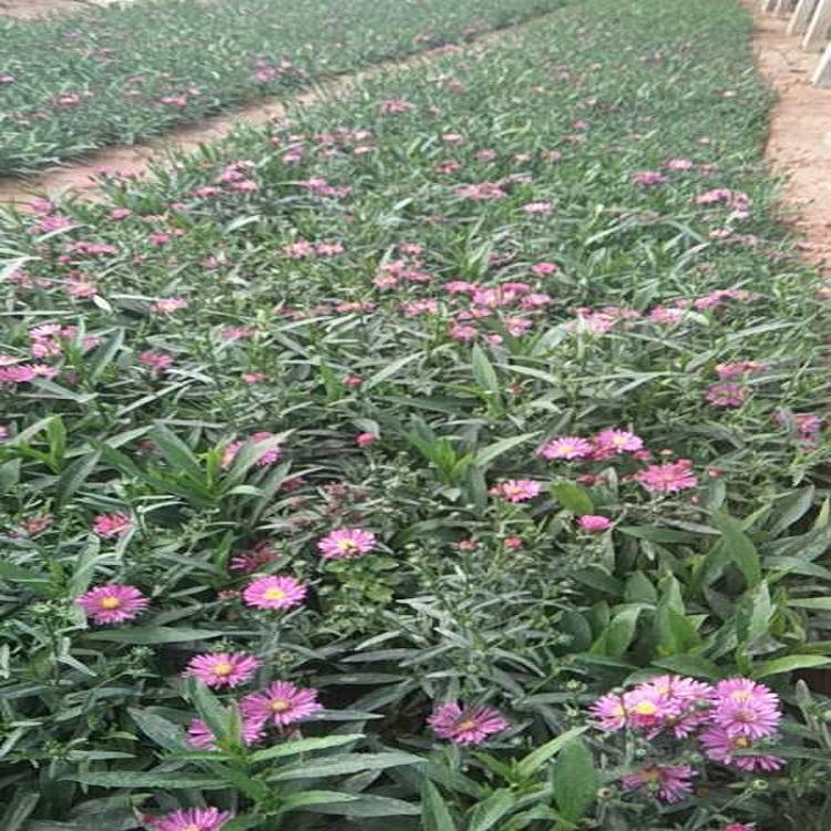青州地被荷兰菊  荷兰菊批发  山东自产荷兰菊