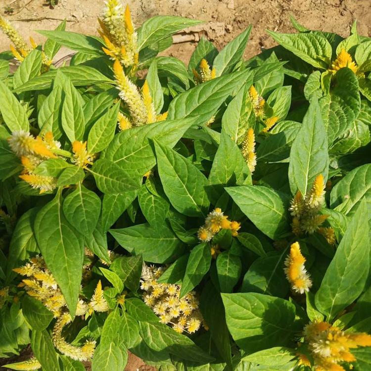 草花种植基地 鸡冠花  一支笔价格  苗圃直发量大优惠
