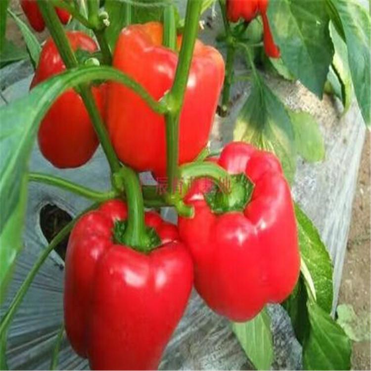 彩椒种苗  灯笼椒种苗  广辰育苗基地  量大价优