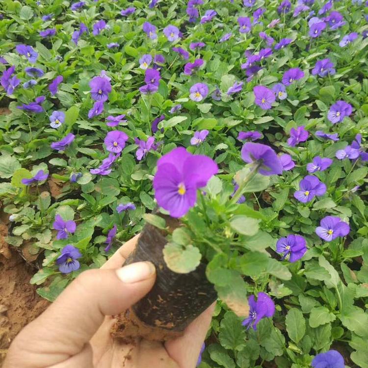 角堇基地批发 花坛点缀用  角堇  角堇花海景观  大批量供应