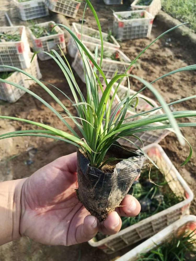 山东菏泽曹县麦冬草批发菏泽麦冬草种植基地地址绵阳麦冬草基地在哪里麦冬草